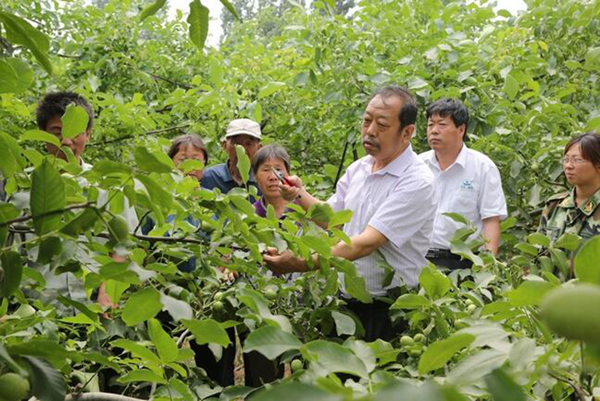 圖為李保國在田間為農戶講解核桃栽培實用技術。